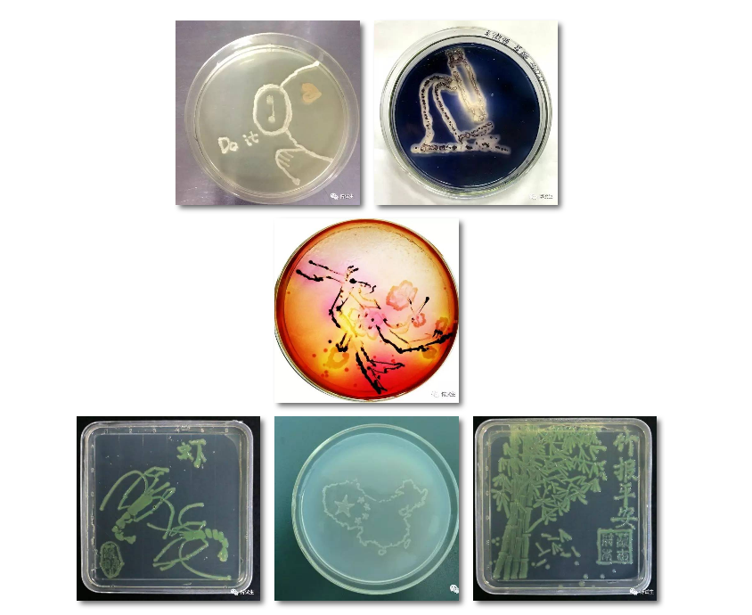 最新微生物资讯，微生物的奇妙之旅，探寻自然美景与内心平静