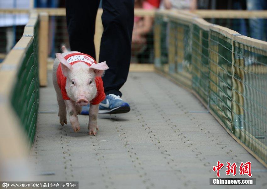 JJ比赛拱猪，策略、技巧与乐趣的完美结合