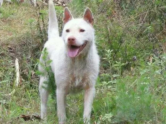 最新下司犬，萌宠界的璀璨新星